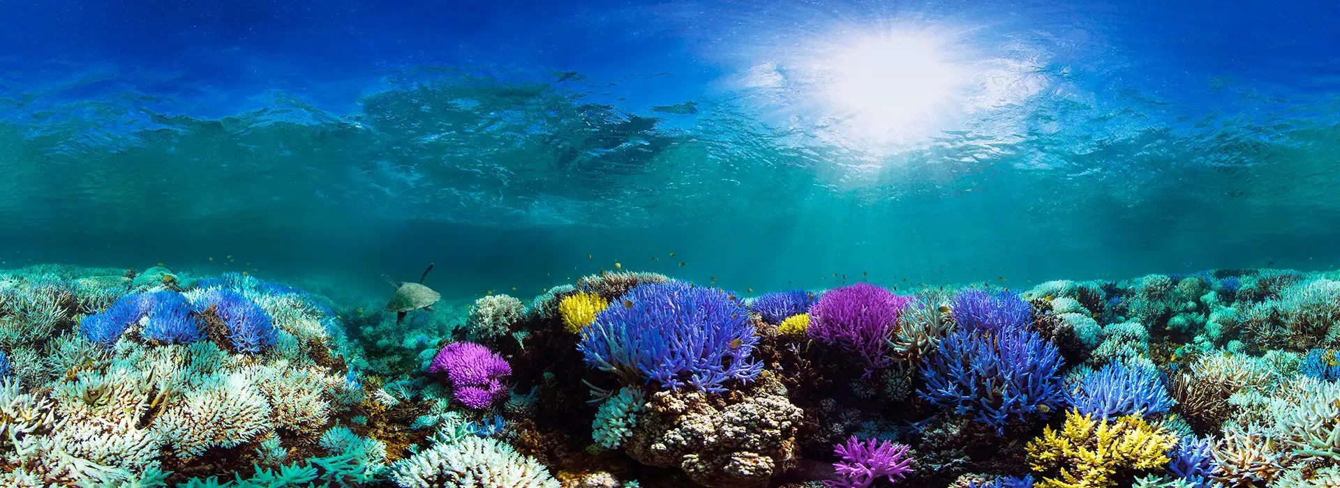 Arrecife de coral como inspiración para organizar un viaje de buceo