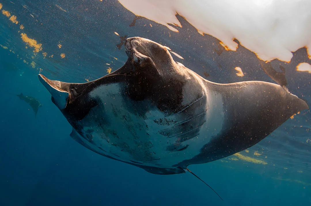 Manta observada durante la salida de tiburón ballena desde Cancún