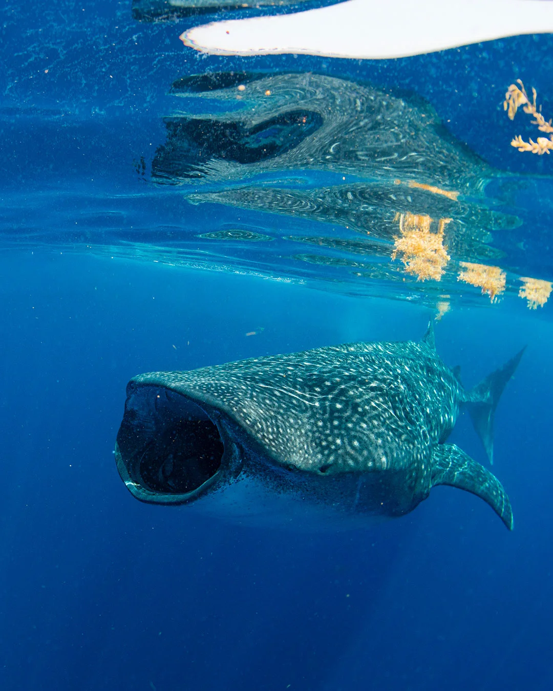 Tiburón ballena alimentándose cerca de Cancún