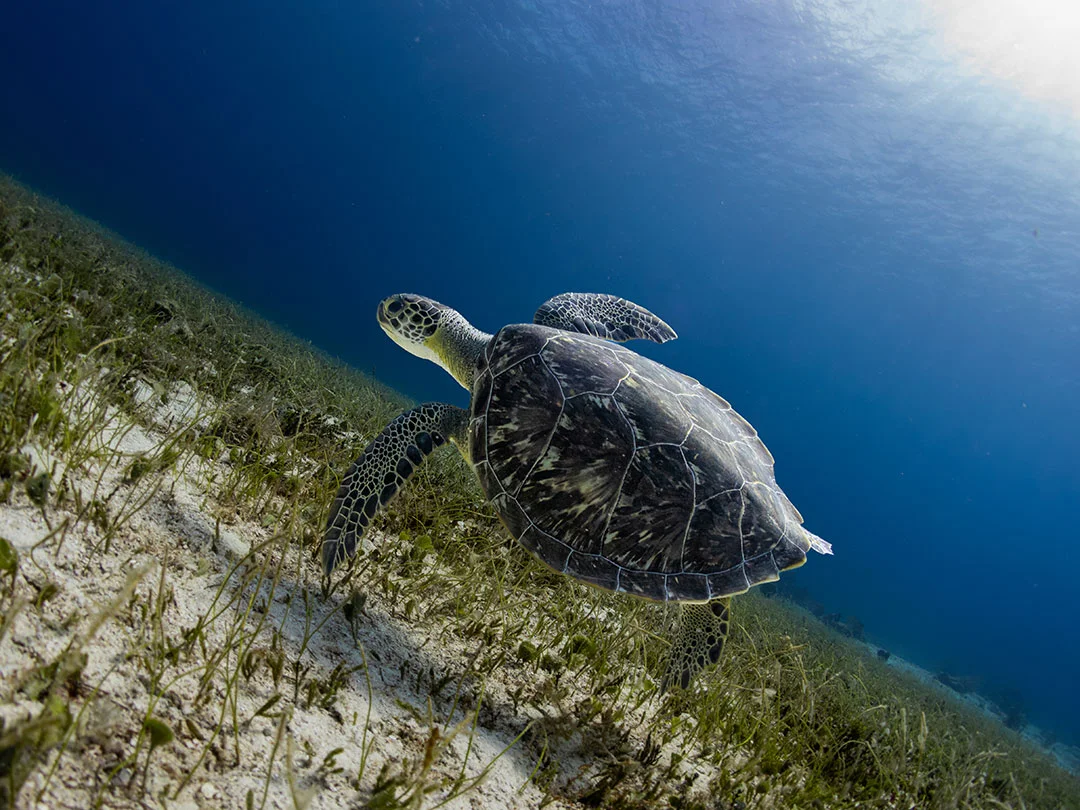 Tortuga marina durante una inmersión en Cozumel