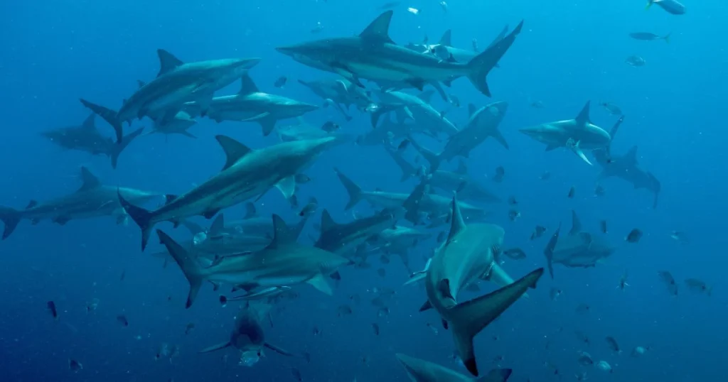 Viajes TOP SHARKS con Azul Explorers
